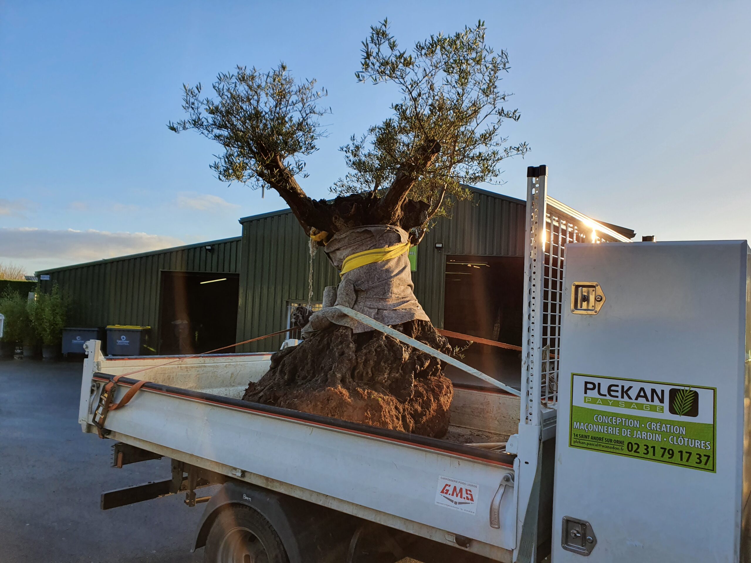 Transport d'un olivier centenaire
